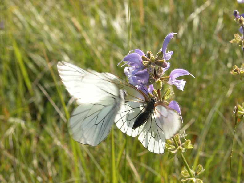 Aporia crataegi